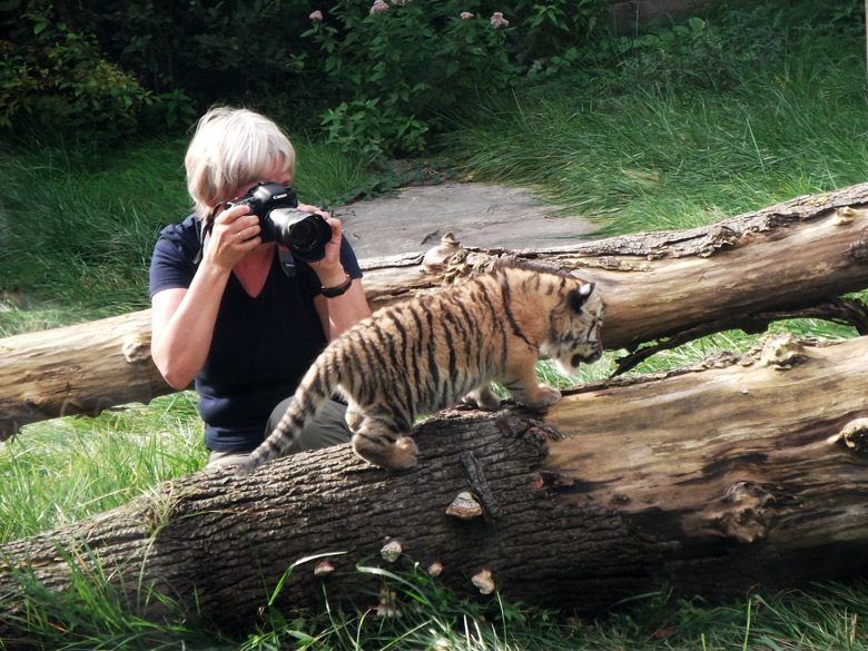 Sibirisches Tigerbaby Tschuna im Wuppertaler Zoo am 6. Oktober 2010