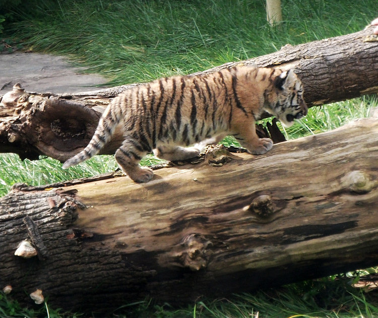 Sibirisches Tigerbaby Tschuna im Zoologischen Garten Wuppertal am 6. Oktober 2010