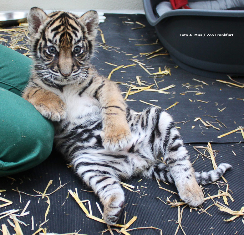 Tigerjungtier DASEEP im Zoo Frankfurt am 27. Oktober 2010 (Foto A. Mus / Zoo Frankfurt)