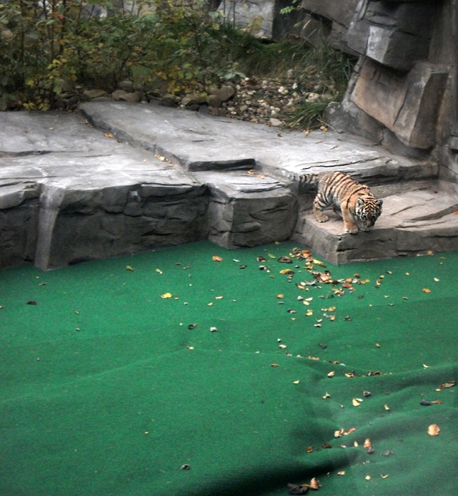 Tigerjungtier Tschuna im Wuppertaler Zoo am 30. Oktober 2010