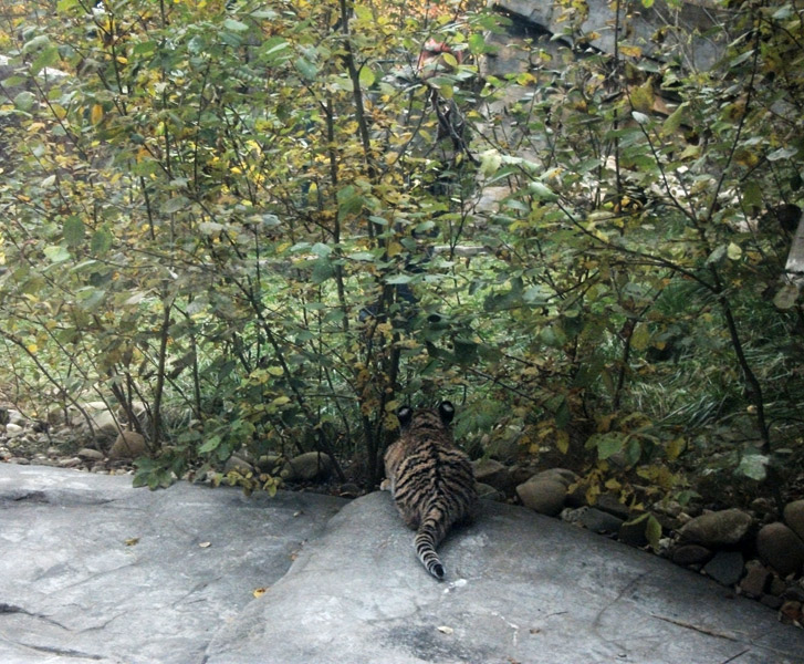 Tigerjungtier Tschuna im Zoo Wuppertal am 30. Oktober 2010