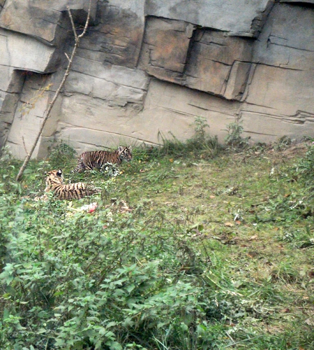 Tigerjungtiere Tschuna und Daseep im Zoologischen Garten Wuppertal am 30. Oktober 2010