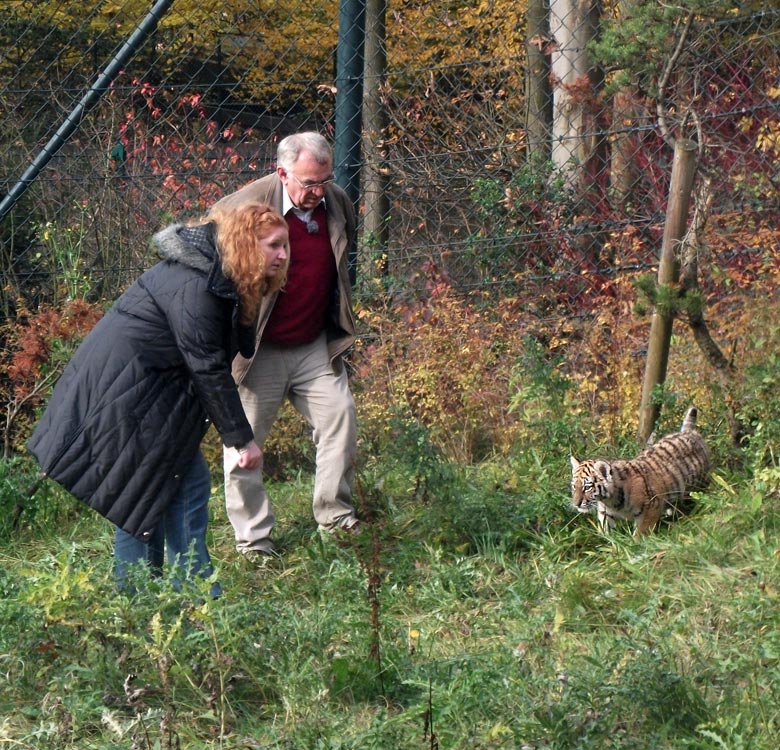 Tigerjungtier Tschuna im Zoo Wuppertal am 2. November 2010