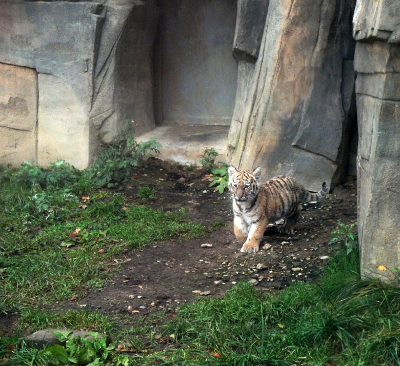 Tigerjungtier Tschuna im Wuppertaler Zoo am 2. November 2010