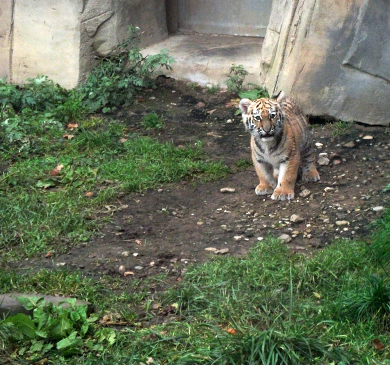 Tigerjungtier Tschuna im Zoo Wuppertal am 2. November 2010