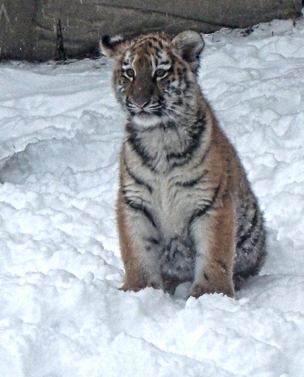 Sibirische Jungtigerin Tschuna im Zoologischen Garten Wuppertal am 24. Dezember 2010