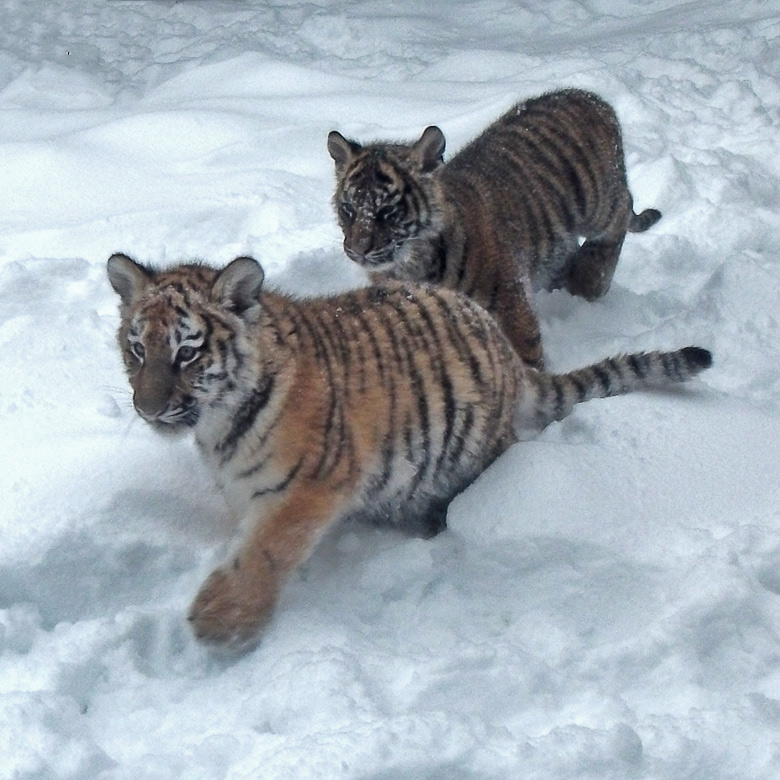 Jungtiger Tschuna und Daseep im Zoologischen Garten Wuppertal am 24. Dezember 2010