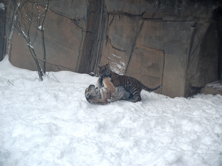 Jungtiger Tschuna und Daseep im Zoo Wuppertal am 24. Dezember 2010