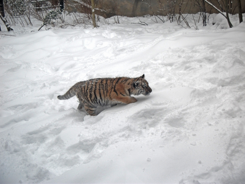 Sibirische Jungtigerin Tschuna im Wuppertaler Zoo am 24. Dezember 2010