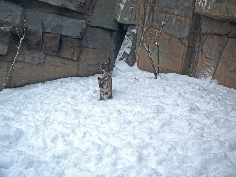 Jungtigerinnen Tschuna und Daseep im Wuppertaler Zoo am 24. Dezember 2010