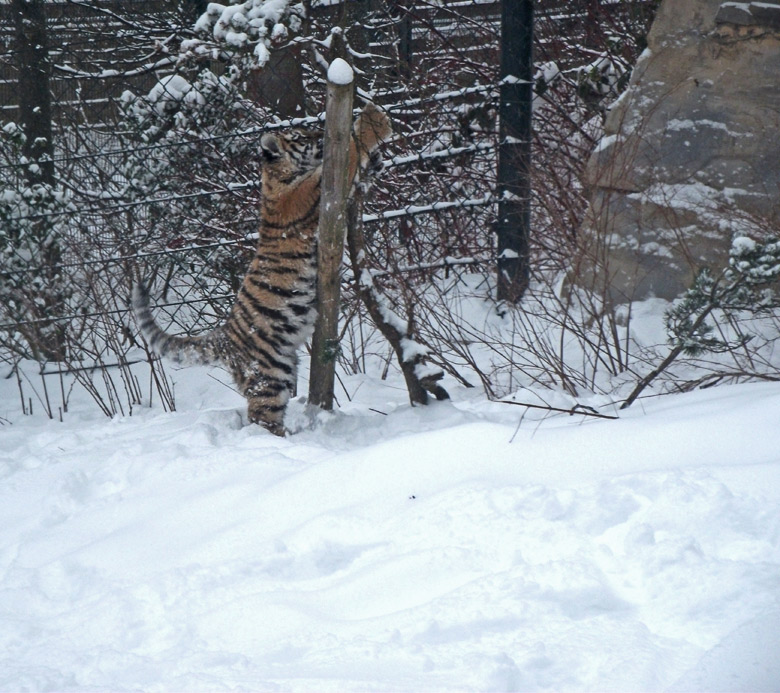 Sibirische Jungtigerin Tschuna im Wuppertaler Zoo am 24. Dezember 2010