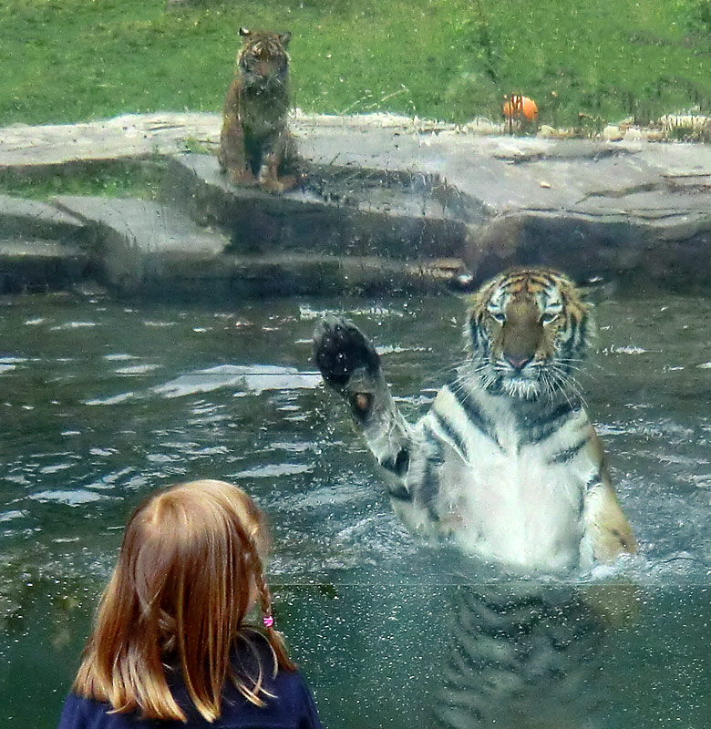 Sibirisches Tigerjungtier TSCHUNA im Wasser im Zoologischen Garten Wuppertal am 10. Juni 2011