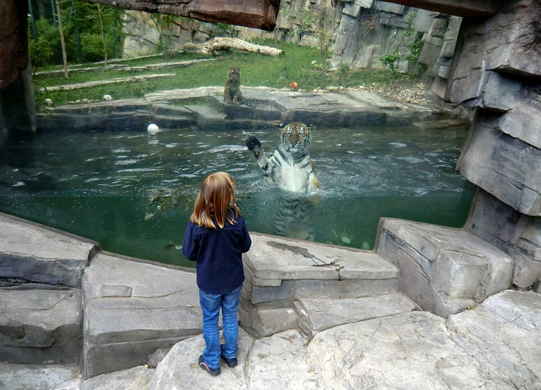 Sibirisches Tigerjungtier TSCHUNA im Wasser im Zoo Wuppertal am 10. Juni 2011