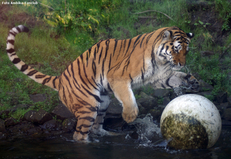 Sibirischer Tigerkater Mandschu mit Ball im Zoo Wuppertal im Oktober 2011 (Foto Ambika-Fanclub)