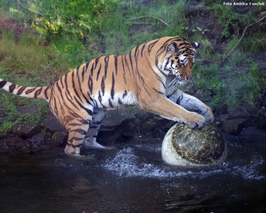 Sibirischer Tigerkater Mandschu mit Ball im Zoologischen Garten Wuppertal im Oktober 2011 (Foto Ambika-Fanclub)