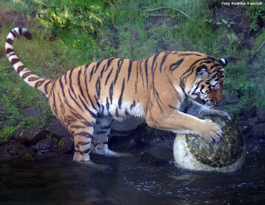 Sibirischer Tigerkater Mandschu mit Ball im Wuppertaler Zoo im Oktober 2011 (Foto Ambika-Fanclub)