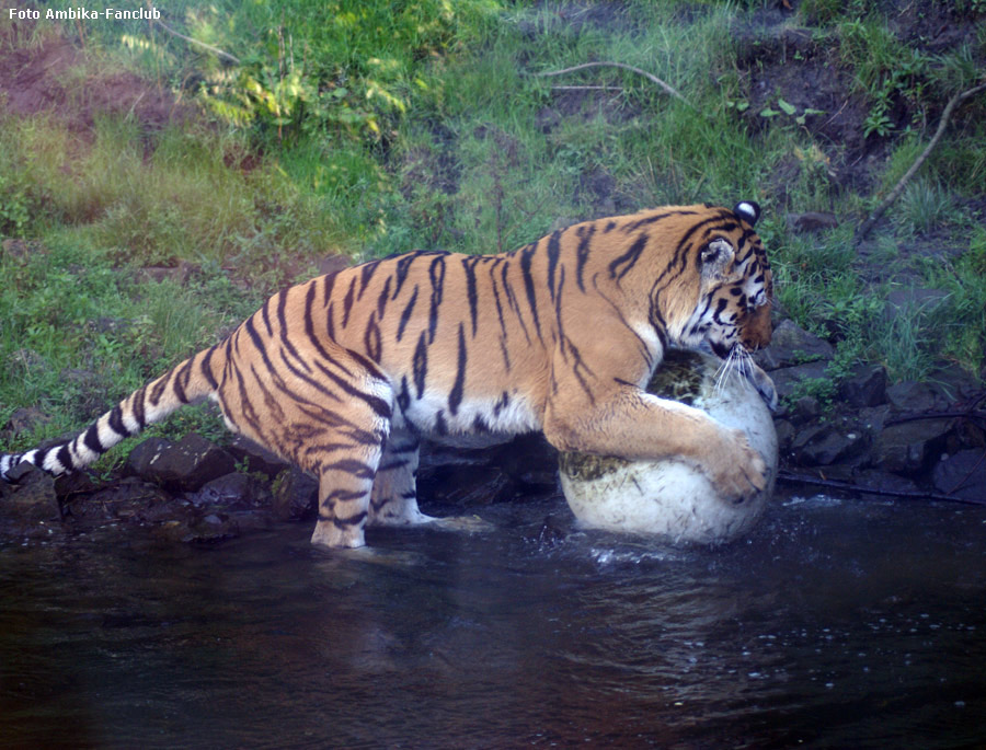 Sibirischer Tigerkater Mandschu mit Ball im Zoo Wuppertal im Oktober 2011 (Foto Ambika-Fanclub)