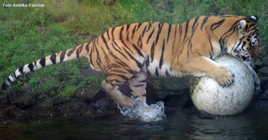 Sibirischer Tigerkater Mandschu mit Ball im Wuppertaler Zoo im Oktober 2011 (Foto Ambika-Fanclub)