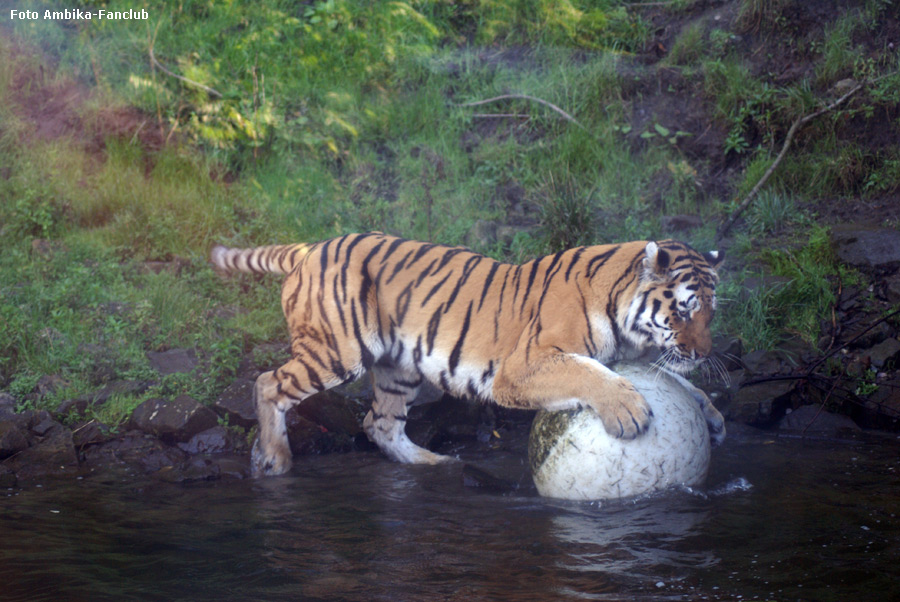 Sibirischer Tigerkater Mandschu mit Ball im Zoo Wuppertal im Oktober 2011 (Foto Ambika-Fanclub)