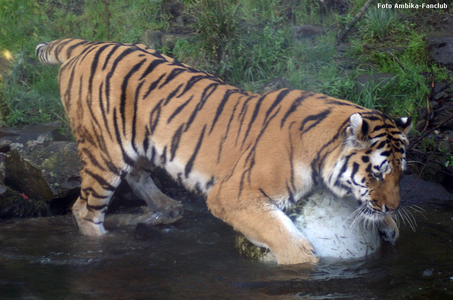 Sibirischer Tigerkater Mandschu mit Ball im Zoologischen Garten Wuppertal im Oktober 2011 (Foto Ambika-Fanclub)