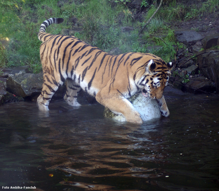 Sibirischer Tigerkater Mandschu mit Ball im Wuppertaler Zoo im Oktober 2011 (Foto Ambika-Fanclub)