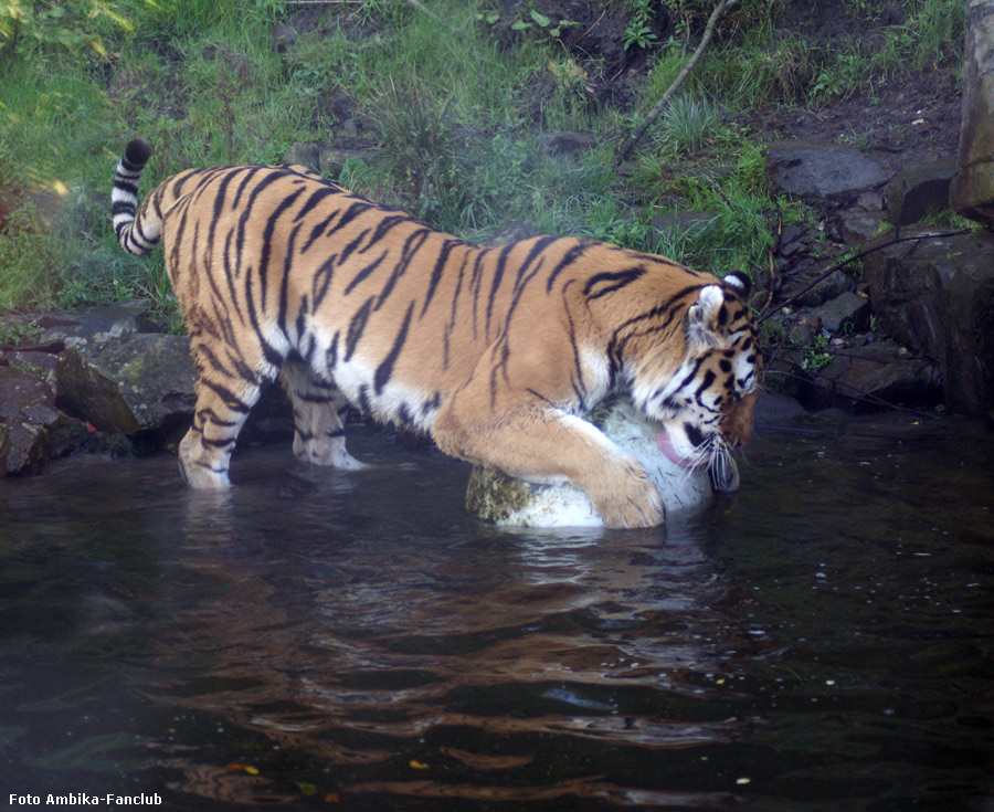 Sibirischer Tigerkater Mandschu mit Ball im Zoo Wuppertal im Oktober 2011 (Foto Ambika-Fanclub)