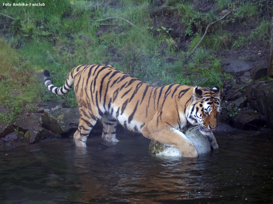 Sibirischer Tigerkater Mandschu mit Ball im Zoologischen Garten Wuppertal im Oktober 2011 (Foto Ambika-Fanclub)