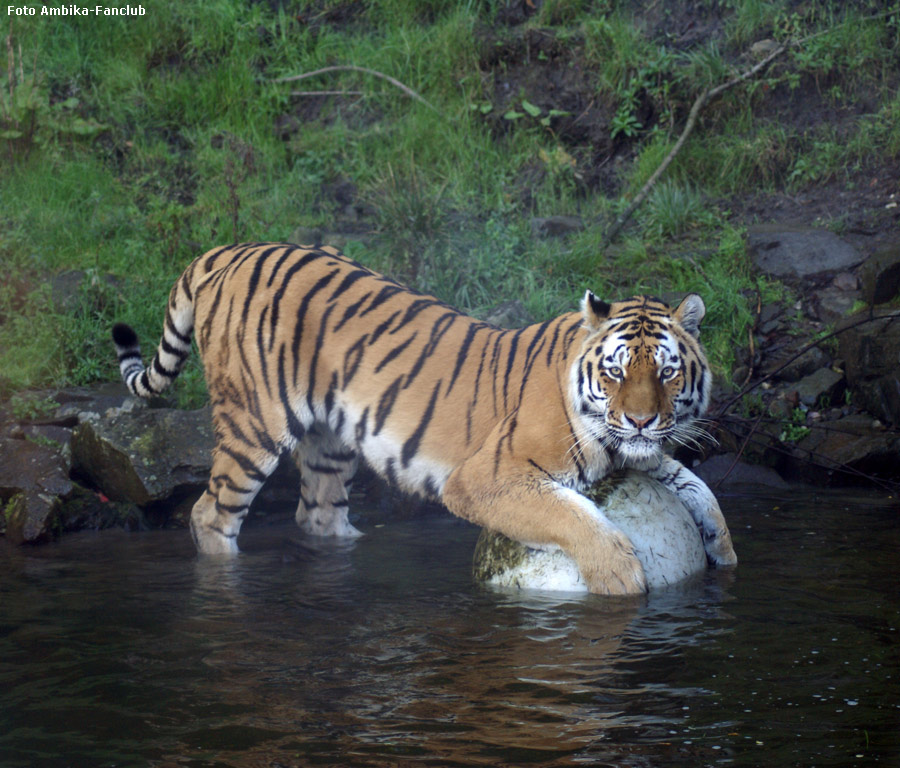 Sibirischer Tigerkater Mandschu mit Ball im Wuppertaler Zoo im Oktober 2011 (Foto Ambika-Fanclub)