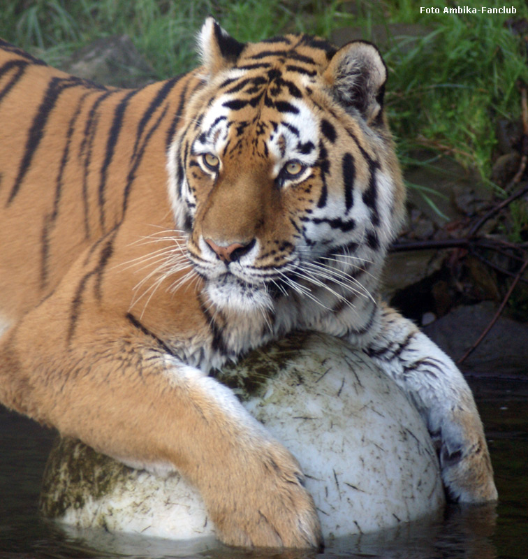 Sibirischer Tigerkater Mandschu mit Ball im Zoo Wuppertal im Oktober 2011 (Foto Ambika-Fanclub)