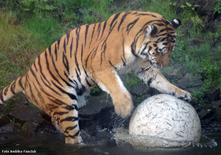 Sibirischer Tigerkater Mandschu mit Ball im Wuppertaler Zoo im Oktober 2011 (Foto Ambika-Fanclub)