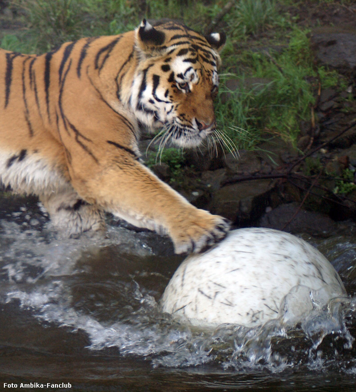 Sibirischer Tigerkater Mandschu mit Ball im Zoo Wuppertal im Oktober 2011 (Foto Ambika-Fanclub)