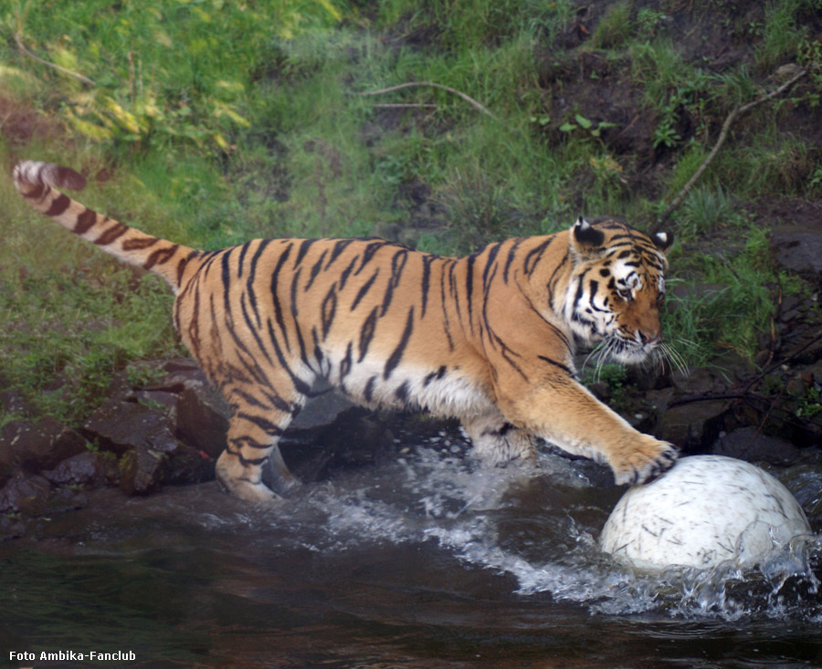 Sibirischer Tigerkater Mandschu mit Ball im Wuppertaler Zoo im Oktober 2011 (Foto Ambika-Fanclub)