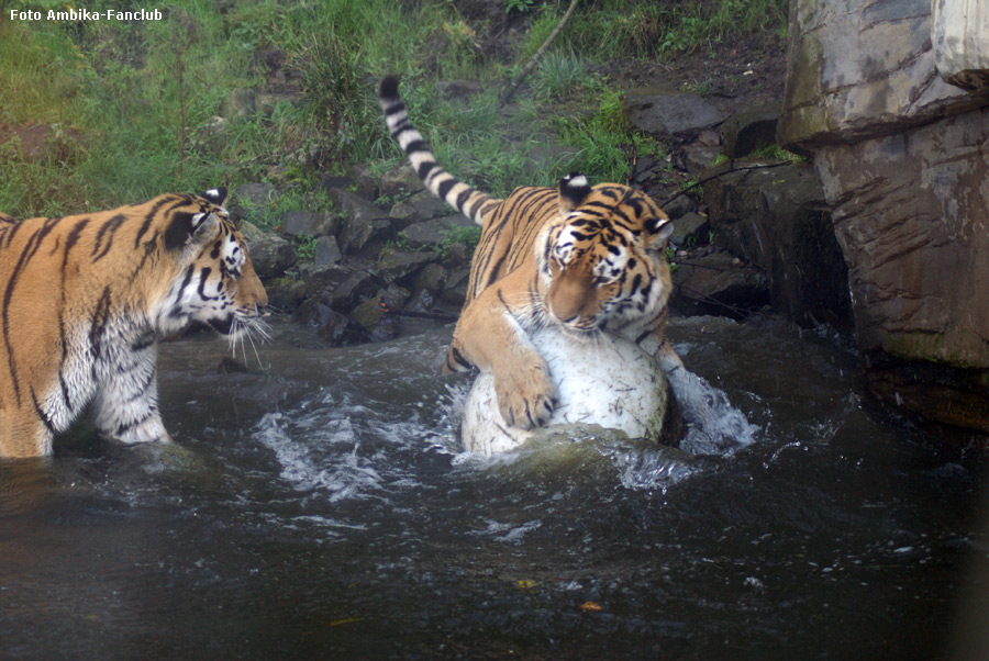 Sibirische Tigerkater Wassja und Mandschu mit Ball im Zoologischen Garten Wuppertal im Oktober 2011 (Foto Ambika-Fanclub)