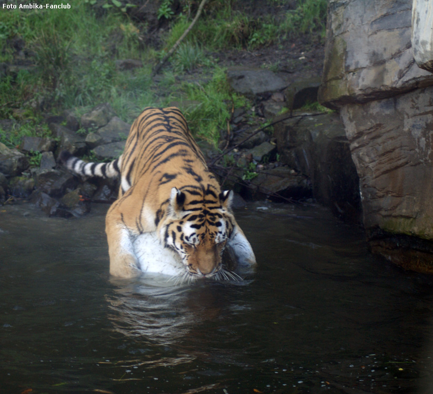 Sibirischer Tigerkater Mandschu mit Ball im Zoologischen Garten Wuppertal im Oktober 2011 (Foto Ambika-Fanclub)