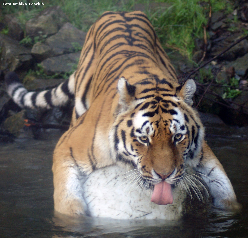 Sibirischer Tigerkater Mandschu mit Ball im Zoo Wuppertal im Oktober 2011 (Foto Ambika-Fanclub)