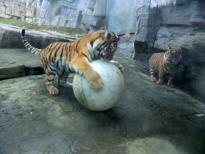 Sibirisches Tigerjungtier TSCHUNA und Sumatra Tigerjungtier DASEEP im Zoo Wuppertal am 10. Dezember 2011