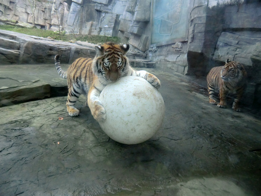 Sibirisches Tigerjungtier TSCHUNA und Sumatra Tigerjungtier DASEEP im Zoologischen Garten Wuppertal am 10. Dezember 2011