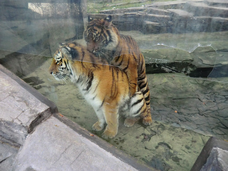 Sibirisches Tigerjungtier TSCHUNA und Sumatra Tigerjungtier DASEEP im Wuppertaler Zoo am 10. Dezember 2011