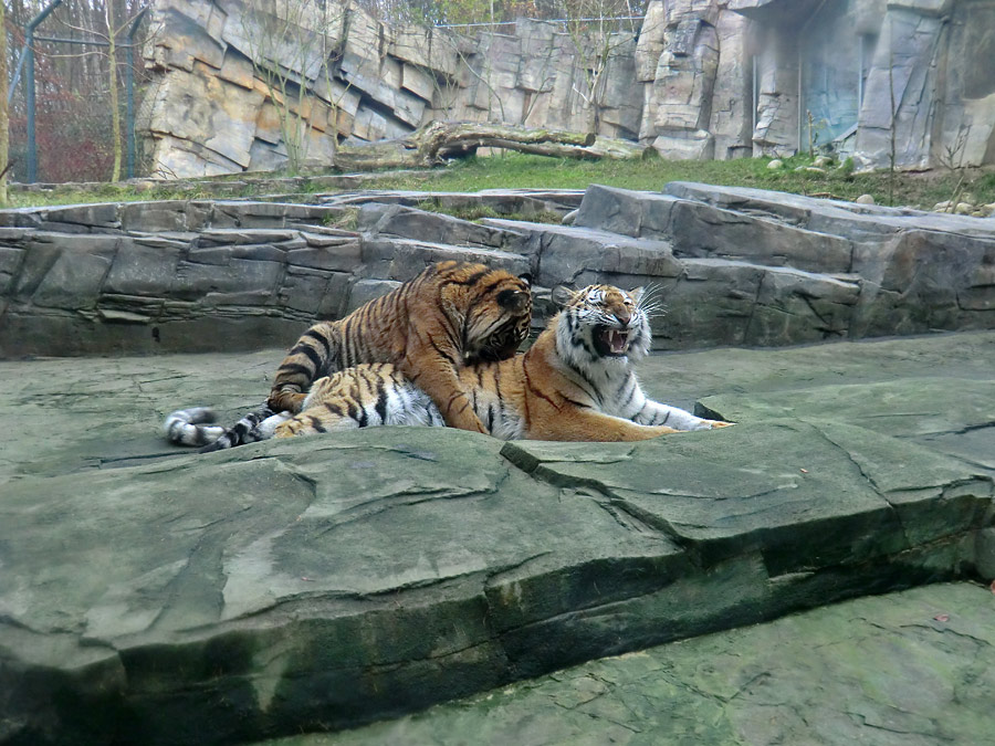 Sumatra Tigerjungtier DASEEP und Sibirisches Tigerjungtier TSCHUNA im Zoologischen Garten Wuppertal am 10. Dezember 2011