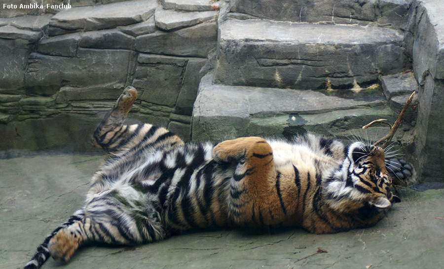 Sibirisches Tigerjungtier Tschuna mit Stöckchen im Zoo Wuppertal im Dezember 2011 (Foto Ambika-Fanclub)