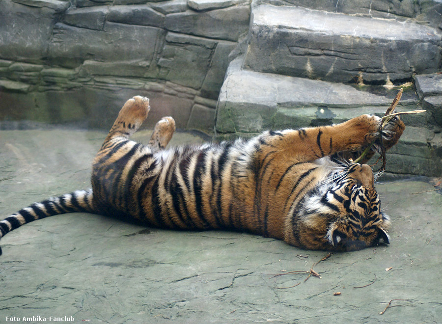 Sibirisches Tigerjungtier Tschuna mit Stöckchen im Wuppertaler Zoo im Dezember 2011 (Foto Ambika-Fanclub)