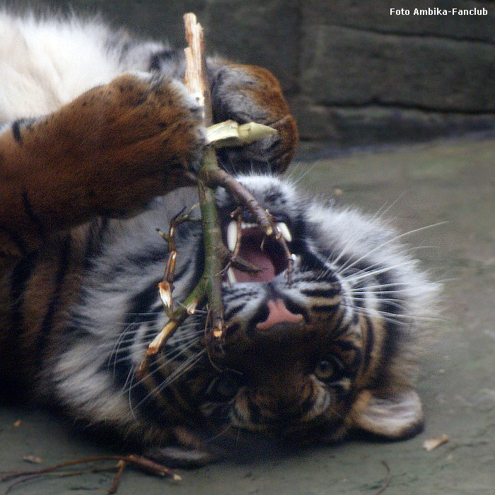 Sibirisches Tigerjungtier Tschuna mit Stöckchen im Wuppertaler Zoo im Dezember 2011 (Foto Ambika-Fanclub)