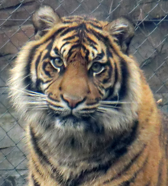 Sumatra Tigerjungtier DASEEP im Wuppertaler Zoo am 7. Januar 2012