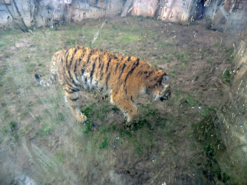 Sibirisches Tigerjungtier TSCHUNA im Zoo Wuppertal am 8. Januar 2012