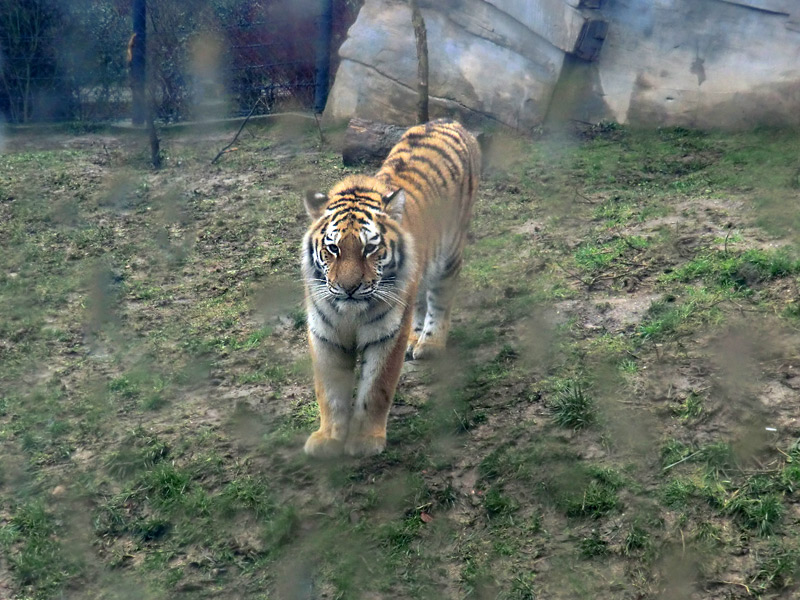 Sibirisches Tigerjungtier TSCHUNA im Zoo Wuppertal am 8. Januar 2012