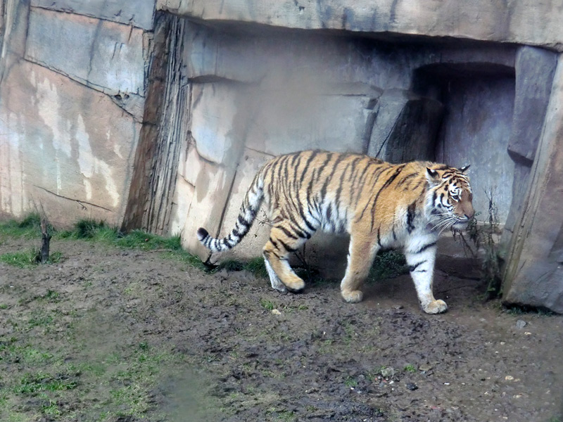 Sibirisches Tigerjungtier TSCHUNA im Zoo Wuppertal am 8. Januar 2012