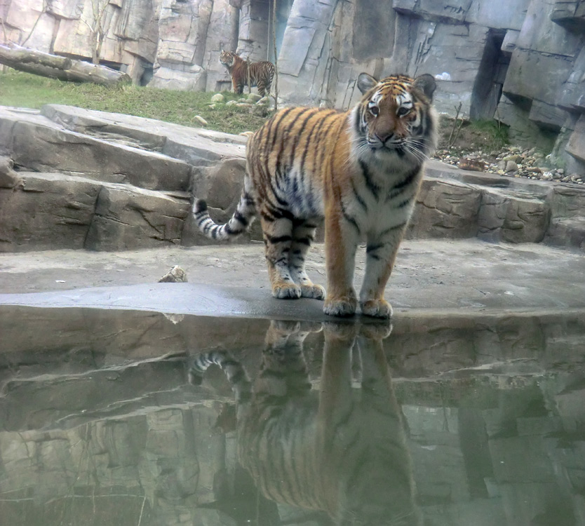 Sibirisches Tigerjungtier TSCHUNA und Sumatra Tigerjungtier DASEEP im Zoologischen Garten Wuppertal am 14. Januar 2012