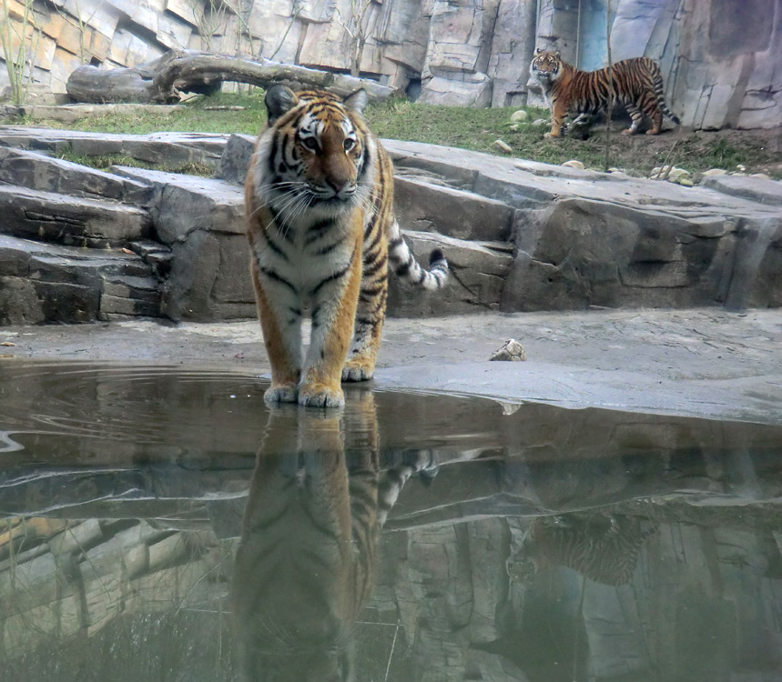 Sibirisches Tigerjungtier TSCHUNA und Sumatra Tigerjungtier DASEEP im Zoo Wuppertal am 14. Januar 2012