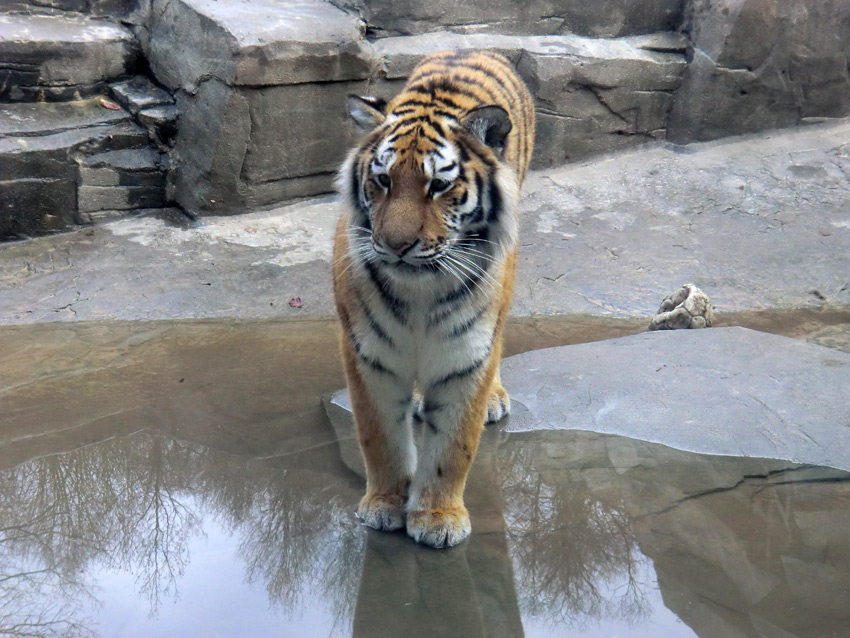 Sibirisches Tigerjungtier TSCHUNA im Zoologischen Garten Wuppertal am 14. Januar 2012