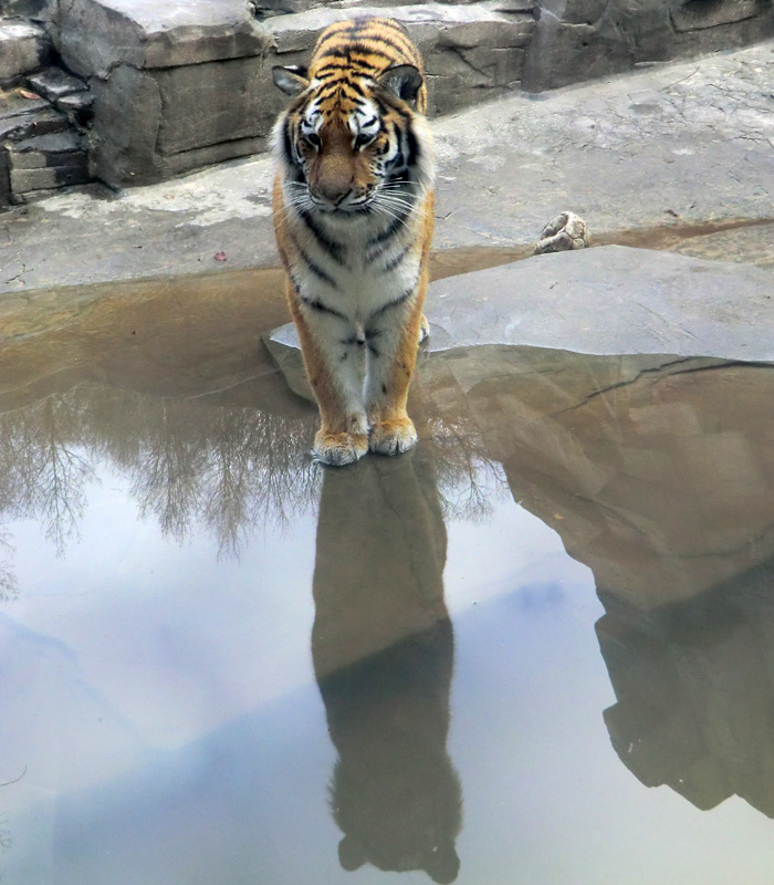 Sibirisches Tigerjungtier TSCHUNA im Wuppertaler Zoo am 14. Januar 2012